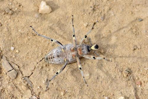 Réf. 330 244 : Coniocleonus excoriatus