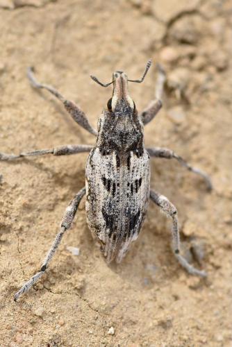 Réf. 330 141 : Coniocleonus excoriatus