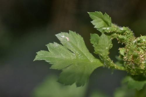 Dasineura crataegi