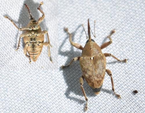 Réf. 330 936 : Curculio nucum