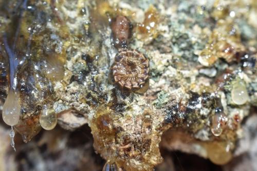 Réf. 330 315 : Oxidus gracilis