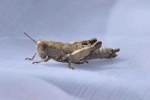 Réf. 330 279 : Pezotettix giornae