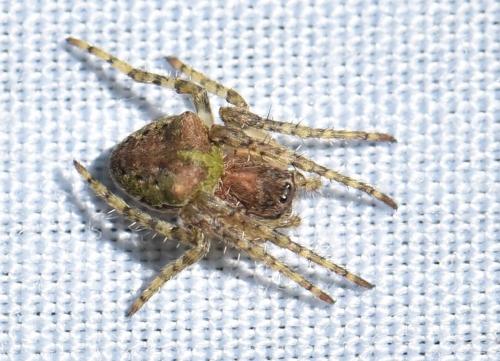 Réf. 330 937 : Gibbaranea gibbosa