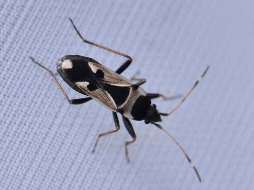 Raglius confusus