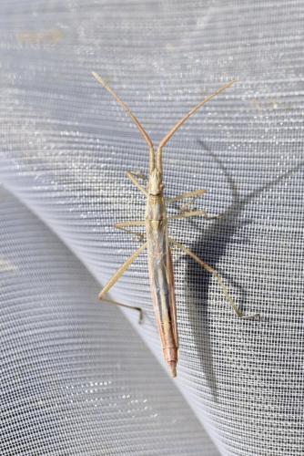 Chorosoma schillingii