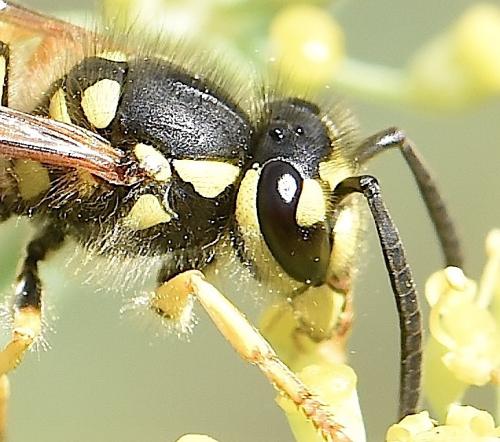 Vespula germanica