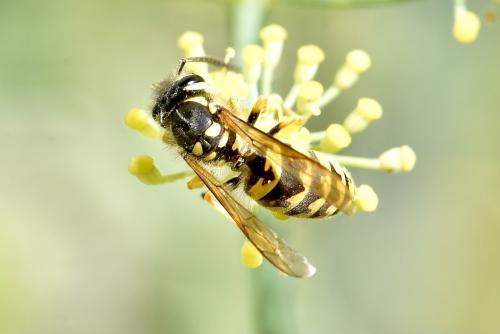 Vespula germanica