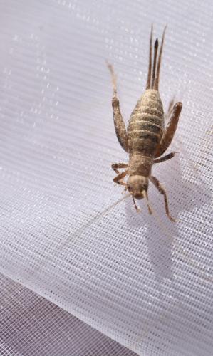 Arachnocephalus vestitus