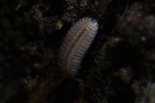 Hirudisoma latum