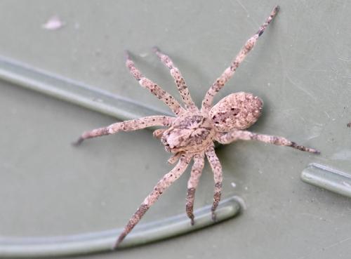 Zoropsis spinimana