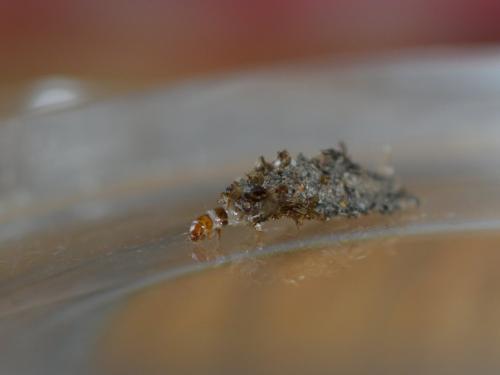 Réf. 330 790 : Dahlica triquetrella