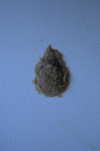 Lymantria dispar