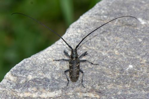 Réf. 330 456 : Monochamus sutor