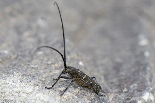 Réf. 330 457 : Monochamus sutor
