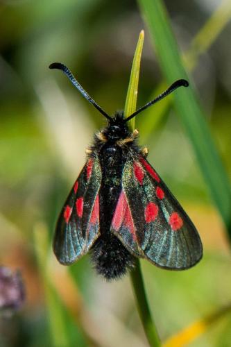 Réf. 330 741 : Zygaena exulans