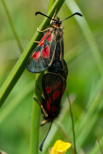 Réf. 330 742 : Zygaena exulans