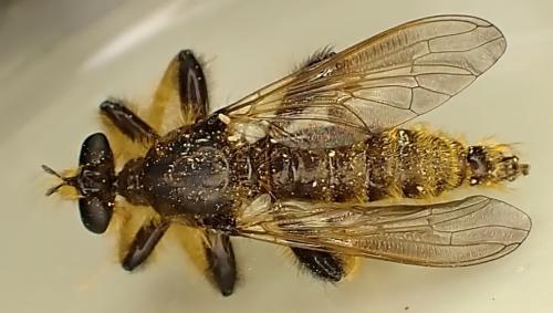 Pogonosoma maroccanum