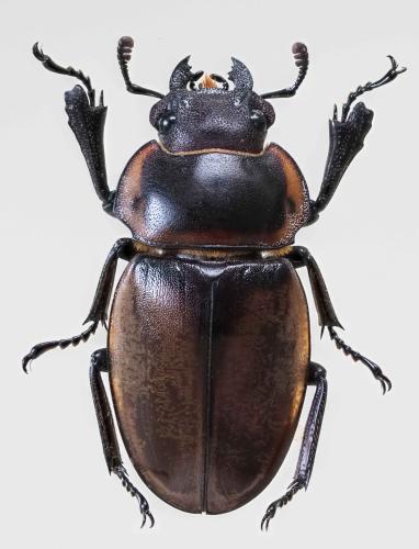 Odontolabis brookeana