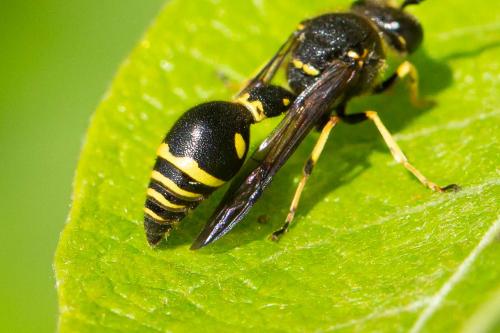 Réf. 330 035 : Eumenes papillarius