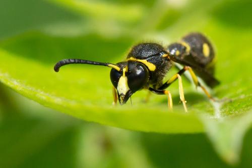 Réf. 330 030 : Eumenes papillarius