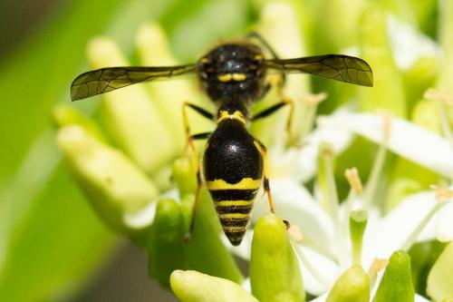 Eumenes papillarius