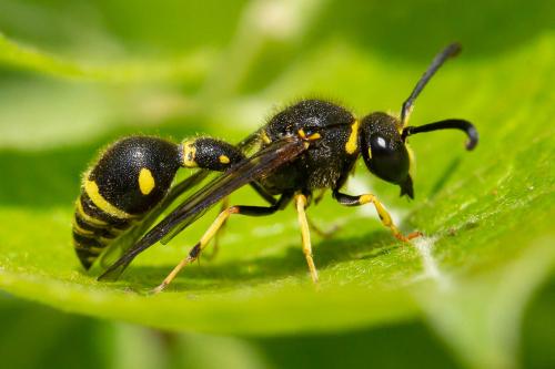 Eumenes papillarius