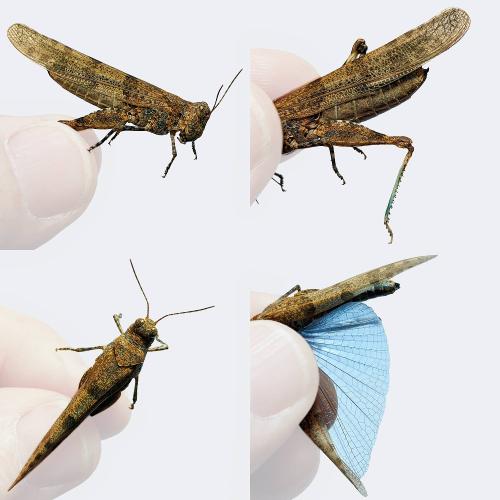 Réf. 330 005 : Sphingonotus caerulans