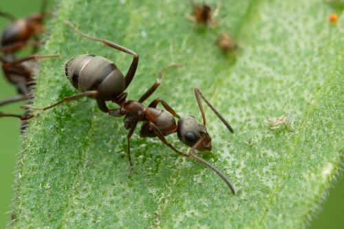 Formica sp.