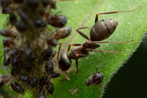 Formica sp.