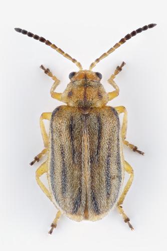 Ophraella communa