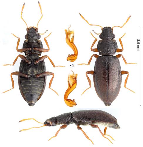 Hydraena melas