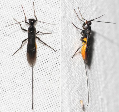 Atanycolus denigrator