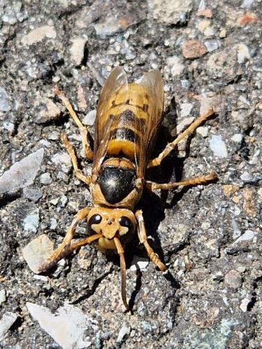 Réf. 330 268 : Vespa crabro