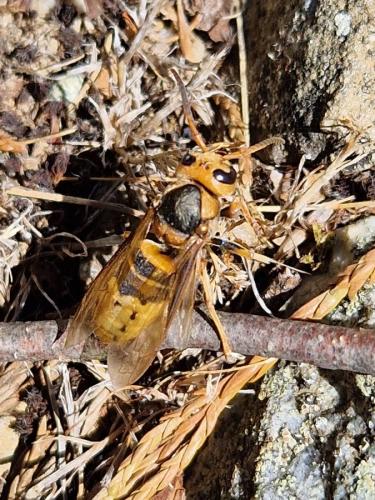 Réf. 330 267 : Vespa crabro