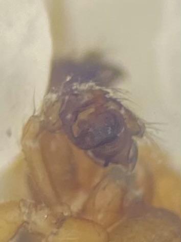 Porrhomma sp.