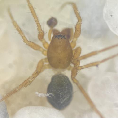 Porrhomma sp.