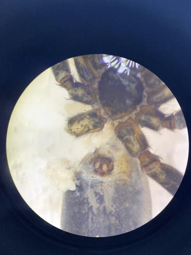 Réf. 330 398 : Drassyllus lutetianus