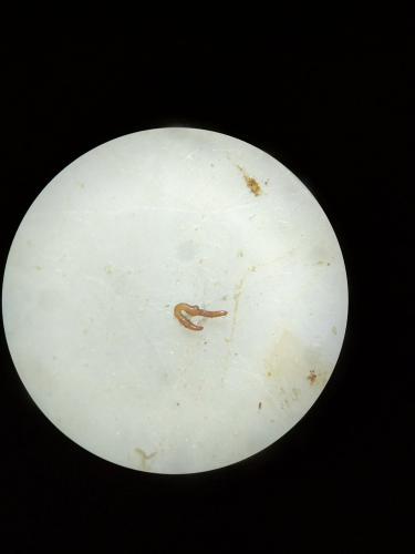 Réf. 330 074 : Otiorhynchus aurifer