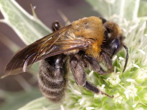Réf. 330 257 : Andrena assimilis