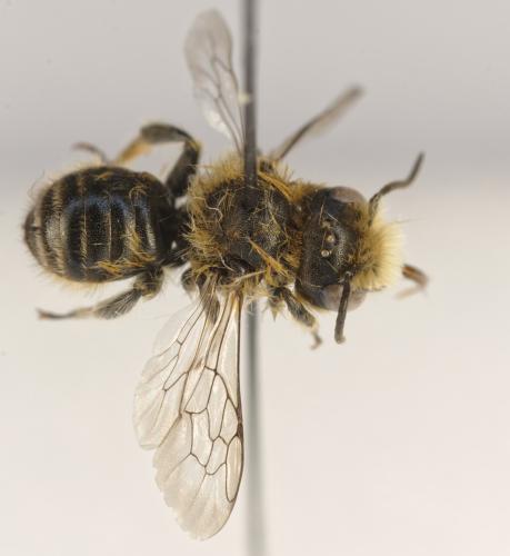 Osmia tergestensis