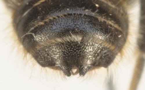 Osmia tergestensis