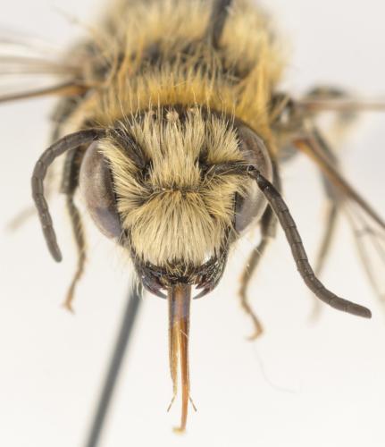 Osmia tergestensis