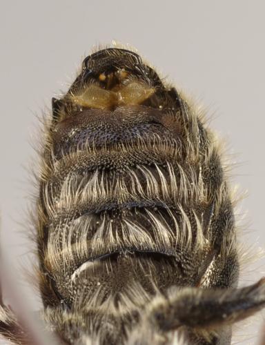 Réf. 330 530 : Hoplitis loti
