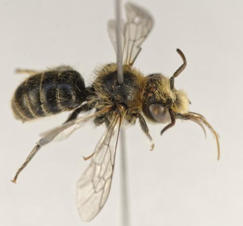 Réf. 330 528 : Hoplitis loti