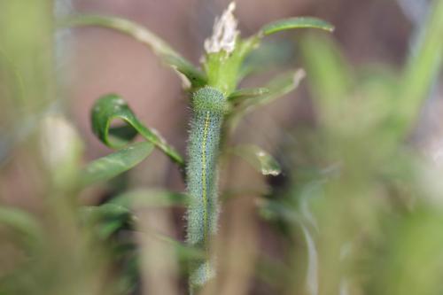Réf. 330 116 : Pieris mannii