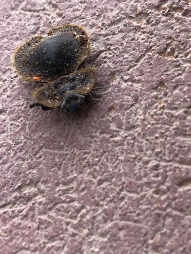 Réf. 330 892 : Adelostomini inconnu