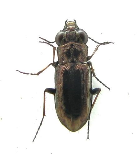 Réf. 330 103 : Notiophilus quadripunctatus