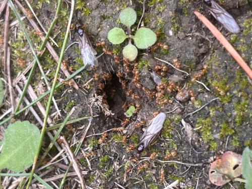 Lasius (flavus)