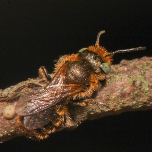 Réf. 330 959 : Osmia gallarum