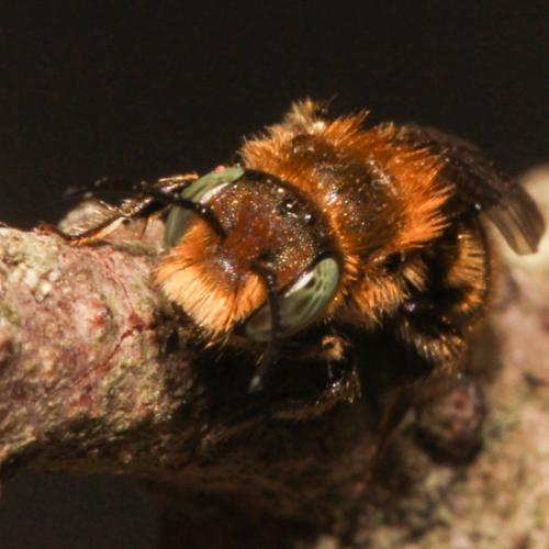 Osmia gallarum